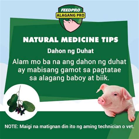 gamot sa nagtataeng baboy|MABISANG GAMOT SA PAGTATAE NG BABOY OR BIIK para .